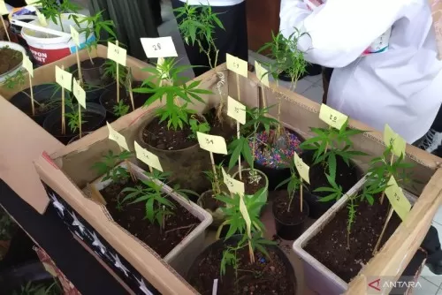 Polisi Ringkus Pria Tanam 43 Pohon Ganja