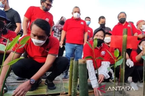 Risma Tanam Bibit Pohon di Tanjung Benoa