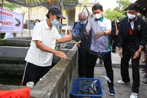 Kembangkan Budidaya Lele, Bupati Suwirta Panen Perdana Ikan Lele