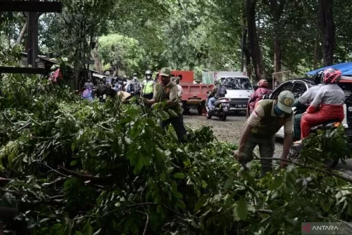 BMKG: Angin Kencang Bisa Terjadi di Sejumlah Wilayah Dua Hari ke Depan