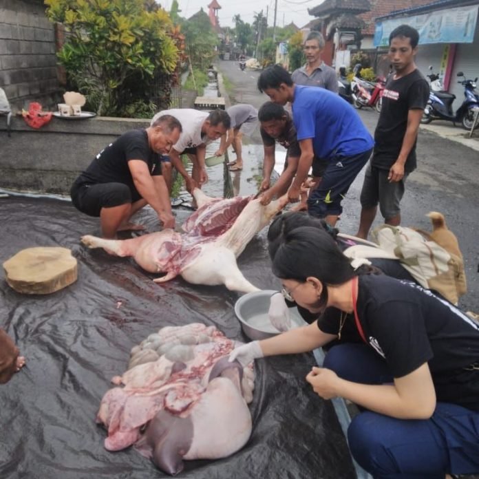 Periksa 1.531 Ekor Babi, Disperpa Sebut Daging Babi di Badung Layak Konsumsi