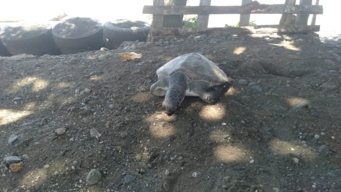 Seekor penyu hijau ditemukan mati terdampar di pesisir pantai Desa Yehembang, Kecamatan Mendoyo, Kabupaten Jembrana, Bali pada Rabu 21 Februari 2024.