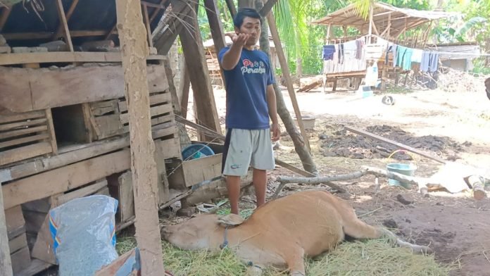 Tibyan Hadi (30) salah satu anggota Kelompok Ternak Asri di Desa Tegal Badeng Timur, Negara, yang mengalami sapi peliharaannya mati, Selasa 6 Februari 2024.