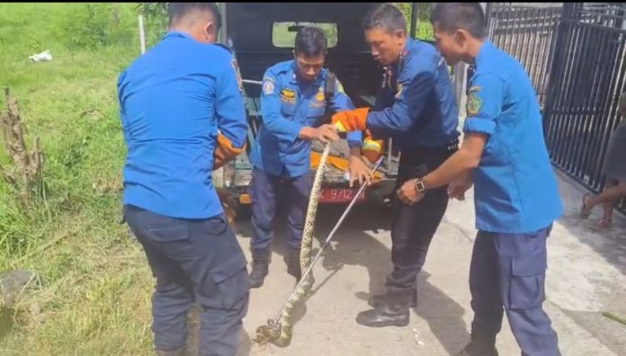 Petugas Pemadam Kebakaran dan Penyelamatan (Damkar) Kabupaten Jembrana, Bali, mengevakuasi dua ekor ular sanca sepanjang 2 meter dari pematang sawah di jalan Matahari, Lingkungan / Kelurahan Baler Bale Agung, Kecamatan Negara, Jembrana Bali, Senin 12 Februari 2024.