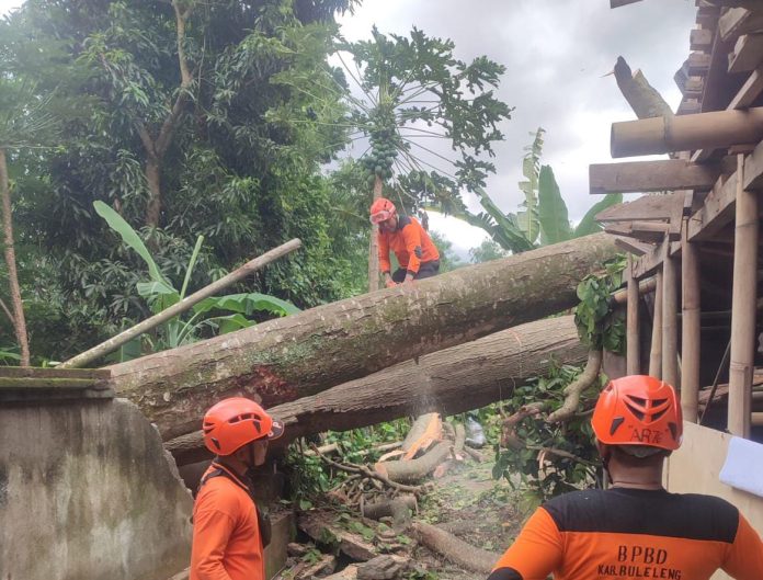 Proses penanganan pohon tumbang di Banjar Dinas Kanginan, Desa/Kecamatan Sawan, Buleleng.