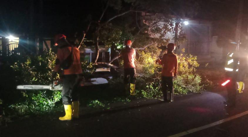 Tim reaksi cepat (TRC) Regu II BPBD Kabupaten Buleleng saat melakukan penanagan pohon tumbang di Desa Temukus, Kecamatan Banjar, Buleleng.