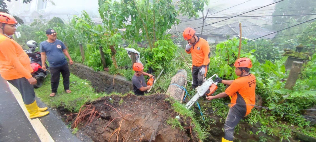 Badan Penanggulangan Bencana Daerah (BPBD) Buleleng memberikan himbauan kepada masyarakat untuk meningkatkan kewaspadaan terhadap potensi pohon tumbang
