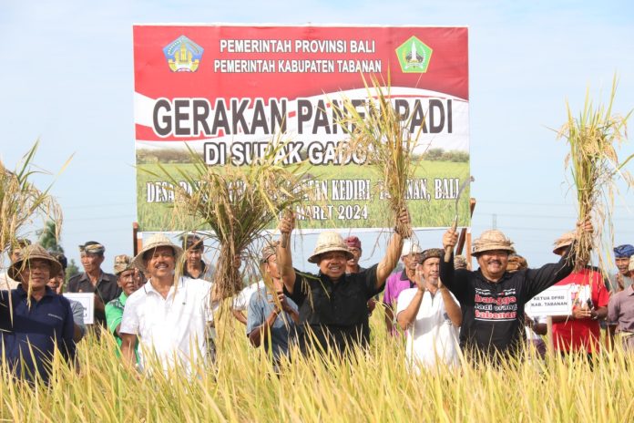 Pemkab Tabanan Apresiasi Gerakan Panen Padi Raya di Subak Gadon I Kediri