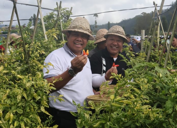 Penjabat (Pj) Gubernur Bali S.M Mahendra Jaya menghadiri kegiatan Gerakan Panen Cabai dan Bawang di Desa Songan B, Kintamani, Bangli pada Jumat 29 Maret 2024 pagi.