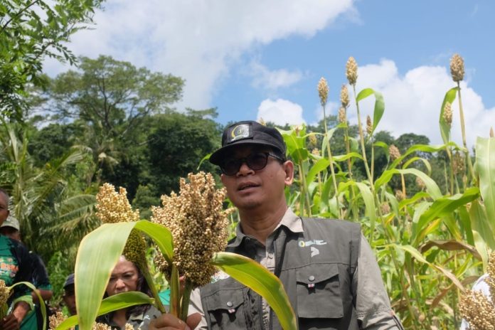 Sejarah Baru, Panen Perdana Sorgum Jadi Harapan Baru Petani di Desa Telaga