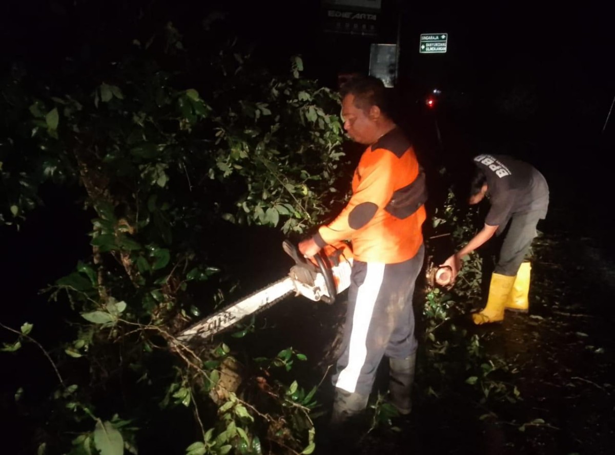 Pohon Di Gerokgak Tumbang Timpa Kabel Listrik - UPDATEBALI.COM