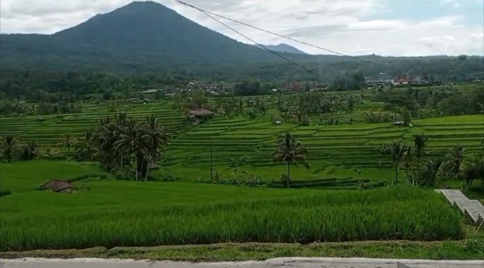 Sambut Delegasi World Water Forum 2024, Jatiluwih Siapkan Budaya Pertanian