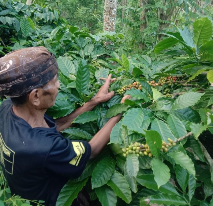 Harga Kopi Meningkat, Stok Justru Minim