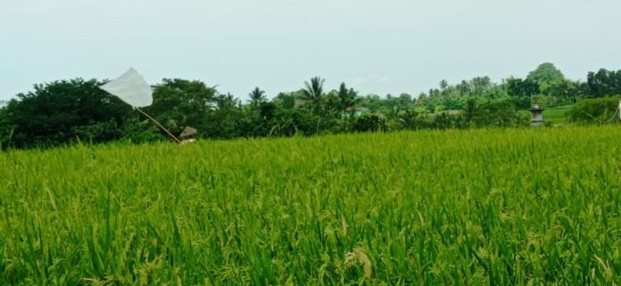 Alokasi Pupuk Subsidi Bertambah di Tabanan