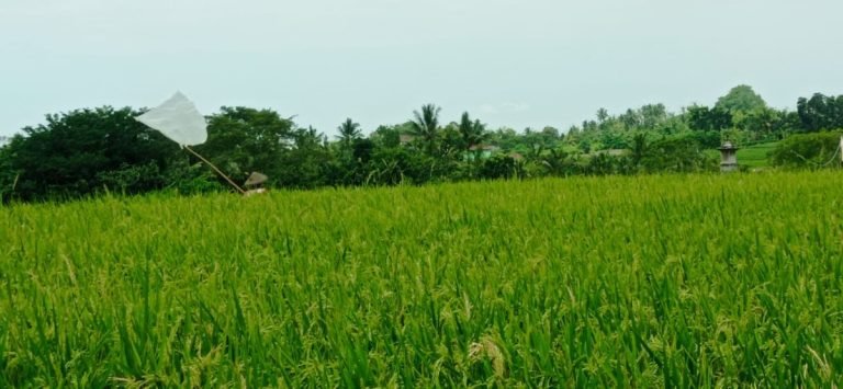 Alokasi Pupuk Subsidi Bertambah di Tabanan
