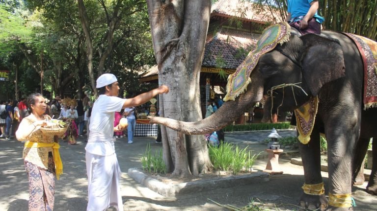 Hargai Keberadaan Satwa, Taman Safari Bali Gelar Upacara Tumpek Kandang