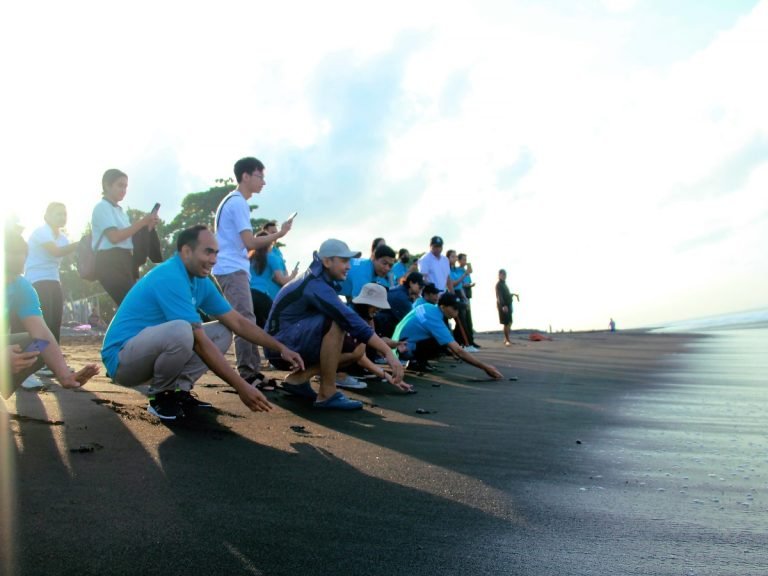 Hari Penyu Sedunia, Taman Safari Bali Bersih-Bersih Pantai dan Lepas Tukik di Pantai Watu Klotok