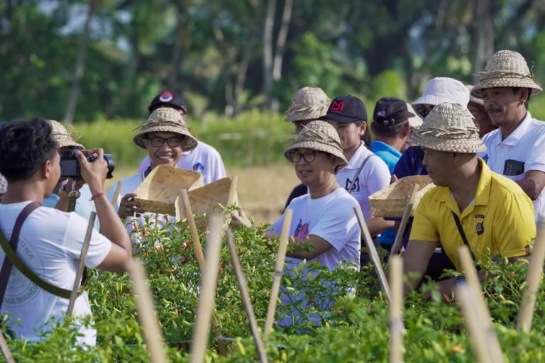 Sekda Badung I Wayan Adi Arnawa menghadiri sekaligus ikut panen cabai di Desa Mengwi, panen cabai yang dilaksanakan di persawahan Subak Tungkub Kelod, Desa Mengwi, Kecamatan Mengwi, Minggu (19/5).