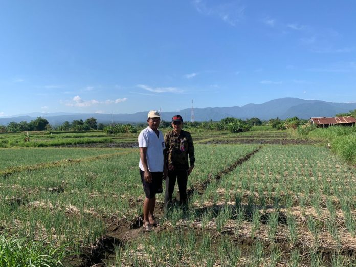 Jaga Ketahanan Pangan, Pemkab Buleleng Pantau Langsung Kondisi Petani