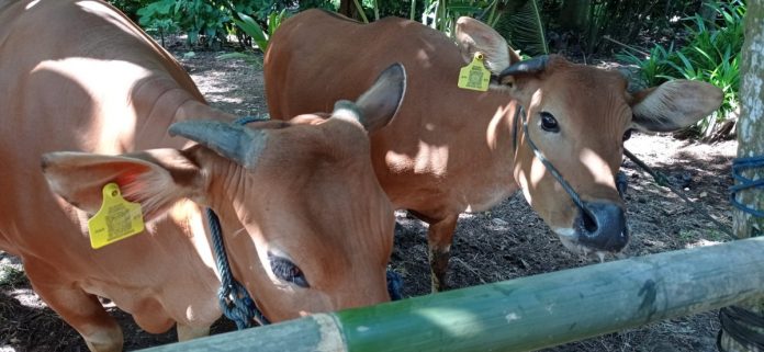 Baru Sebagian Sapi di Tabanan Dipasang Eartag