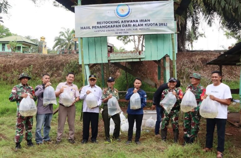 KKP Sorong Lepasliarkan 434 Ekor Arwana Jardini di Perairan Sungai Kaliwanggo