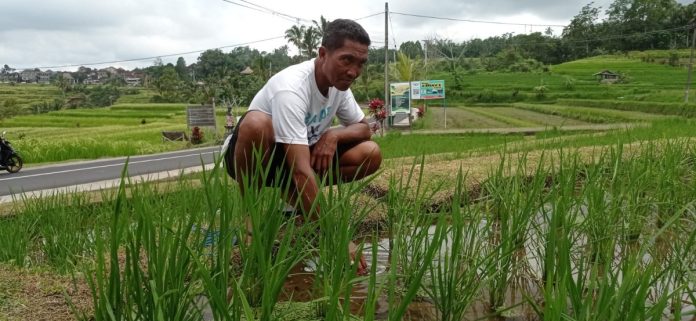 Permintaan Beras Merah Meningkat, Stok Terbatas