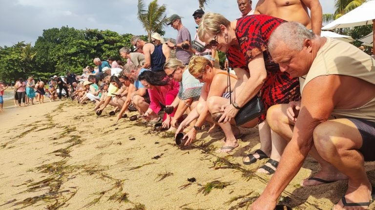 Wisatawan mancanegara yang menginap di Griya Santrian ikut memeriahkan pelepasan anak penyu di pantai Sindu, Sanur pada Minggu 26 Mei 2024.
