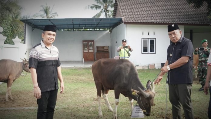 Rayakan Idul Adha 1445 Hijriah, Pemkab Jembrana Salurkan Bantuan Hewan Kurban untuk 34 Masjid