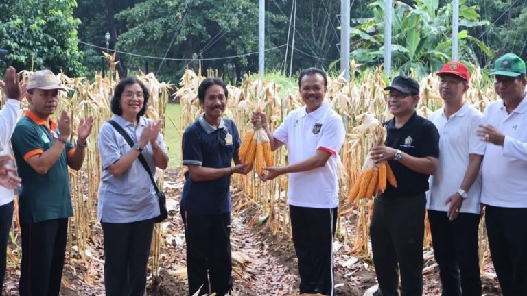 Panen Jagung di Kantor Gubernur, Optimalisasi Pemanfaatan Lahan dan Pengendalian Inflasi