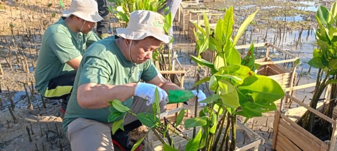 Plh GM PT PLN (Persero) UID Bali Rizky Mochamad turun langsung pada kegiatan aksi penanaman Mangrove.