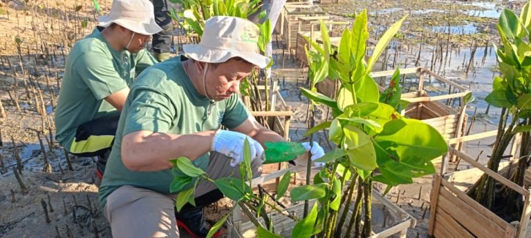 Plh GM PT PLN (Persero) UID Bali Rizky Mochamad turun langsung pada kegiatan aksi penanaman Mangrove.