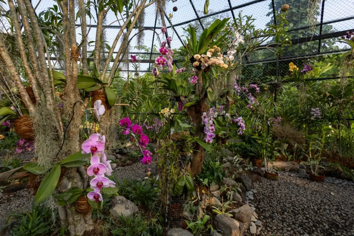 Taman anggrek (Orchid Galore)