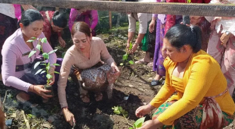 TP PKK Jembrana Bagi Ribuan Bibit Cabai dan Terong, Dorong Kemandirian Pangan dan Kendalikan Inflasi