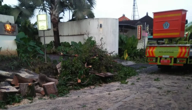 DLHK Kota Denpasar bersama Badan Penanggulangan Bencana Daerah (BPBD) terus menggalakkan kegiatan pemangkasan pohon secara berkala.