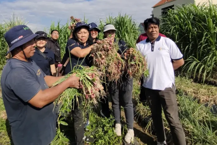 Dinas Pertanian, bersama TPID yang terdiri dari berbagai OPD terkait melaksanakan panen bawang merah di Subak Buaji, Munduk Paksala