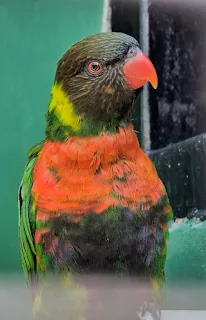 Sebanyak 20 ekor Perkici Dada Merah (Trichoglossus forsteni mitchellii), burung khas Bali dan Lombok yang selama puluhan tahun berada di luar negeri, akhirnya dipulangkan ke habitat asalnya.