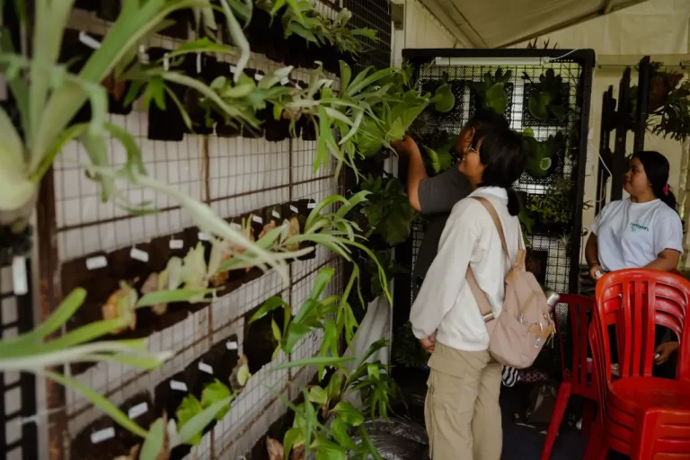 Pecinta tanaman hias, khususnya platycerium atau yang akrab disebut simbar menjangan, ikut dimanjakan lewat Mangupura Platycerium Exhibition