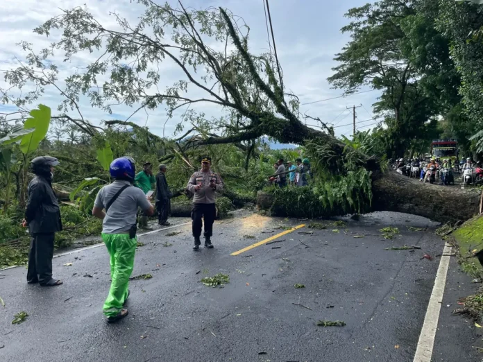 Sebuah pohon berukuran besar tumbang dan menutup badan jalan di jalur utama Denpasar–Singaraja, tepatnya di Desa Sembung, Kecamatan Mengwi