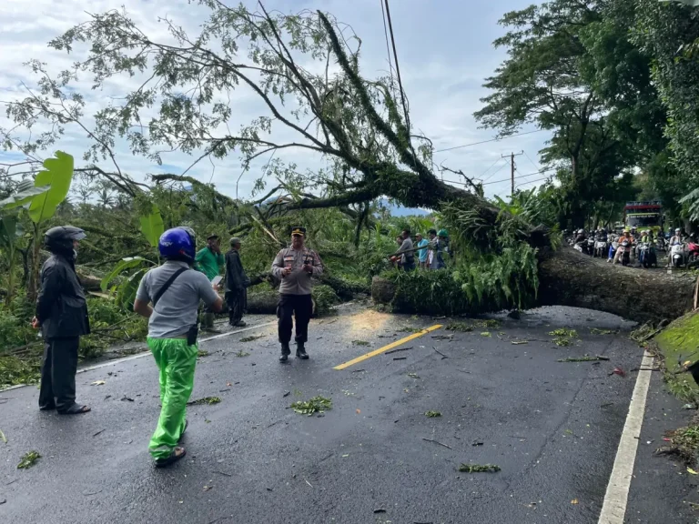 Sebuah pohon berukuran besar tumbang dan menutup badan jalan di jalur utama Denpasar–Singaraja, tepatnya di Desa Sembung, Kecamatan Mengwi