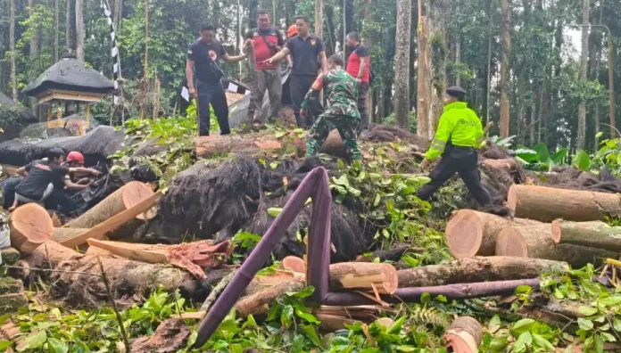 Sebuah pohon pala berukuran besar tumbang di kawasan Obyek Wisata Sangeh, tepatnya di Pura Bukit Sari, pada Rabu (3/12/2025)