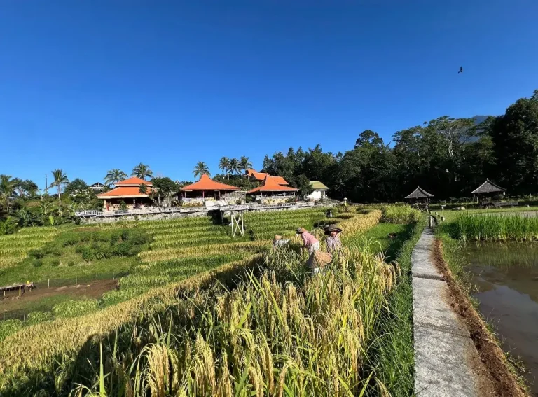 Pansus TRAP DPRD Bali menegaskan komitmen menjaga Jatiluwih dari pembangunan tak terarah agar keindahan sawah, budaya subak, dan kesejahteraan masyarakat tetap lestari.