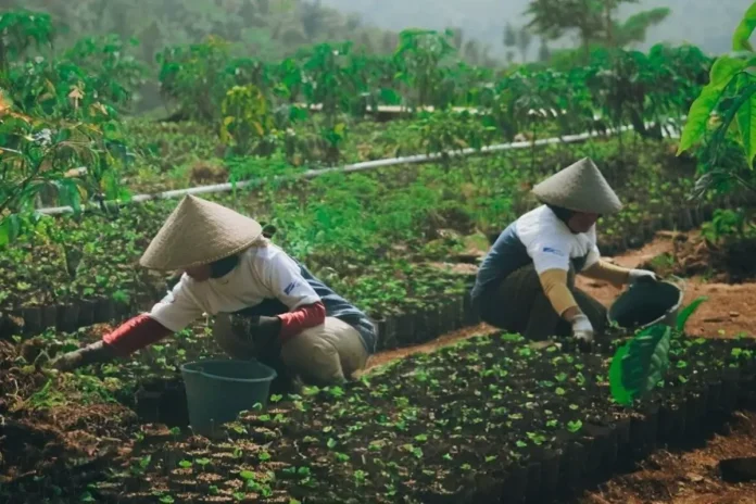 Para petani Desa Sejahtera Astra Cikajang merawat bibit kopi di kebun, langkah awal untuk meningkatkan kualitas dan produktivitas kopi arabika Garut.