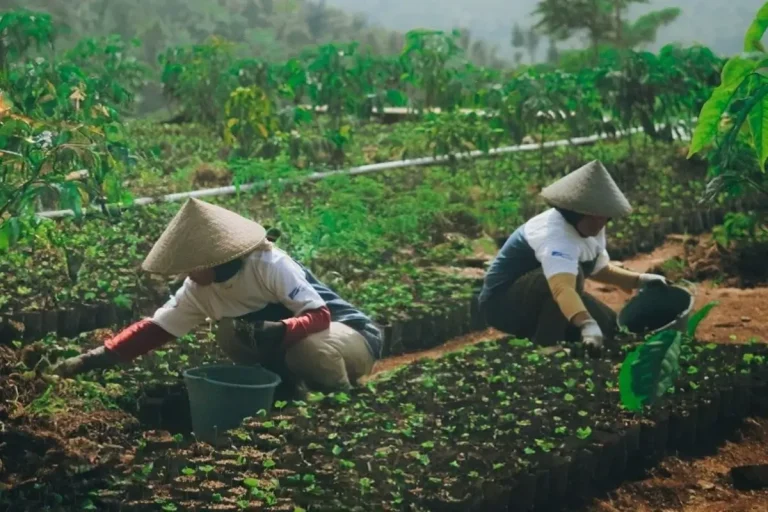 Para petani Desa Sejahtera Astra Cikajang merawat bibit kopi di kebun, langkah awal untuk meningkatkan kualitas dan produktivitas kopi arabika Garut.