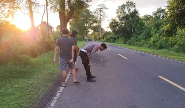 Proses olah TKP kecelakaan lalu lintas yang menyebabkan mahasiswi asal Jember meninggal dunia di Banjar Dinas Tegal Bunder, Desa Sumberklampok, Kecamatan Gerokgak, Buleleng.