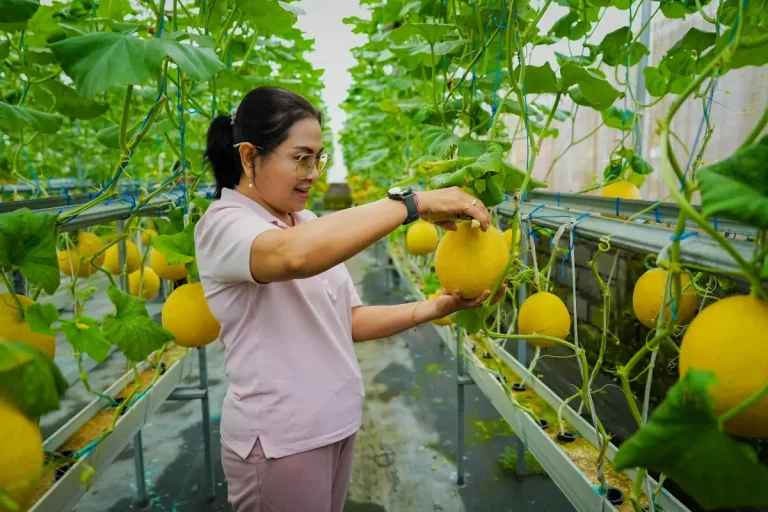 Ketua TP. PKK Badung, Nyonya Rasniathi Adi Arnawa saat panen buah melon dan sayuran hidroponik di Kebun Mega Hidroponik, Banjar Pacung, Desa Selat, Kamis (22/1).