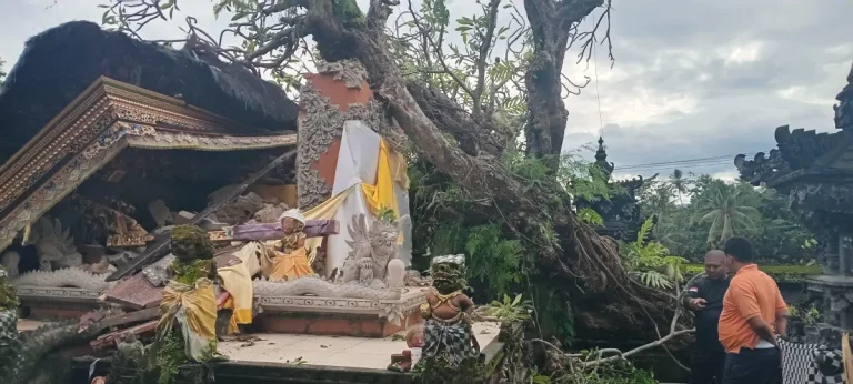 Kondisi satu pelinggih yang tertimpa pohon tumbang di Pura Dalem Desa Adat Pegadungan, Kecamatan Sukasada, Buleleng.