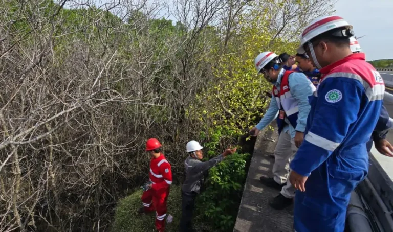 Menyusul informasi adanya sejumlah pohon mangrove yang mati mendadak di kawasan barat pintu masuk Tol Bali Mandara, Benoa, Denpasar Selatan, Pertamina Patra Niaga bersama tim Polairud melakukan pengecekan langsung di lokasi, Jumat 20 Februari 2026.