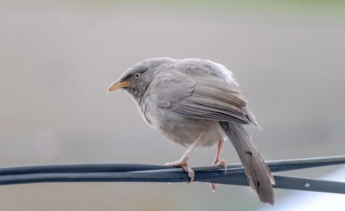 Mikroplastik Mengancam Burung Dunia, Dari Paru-paru hingga Rantai Makanan