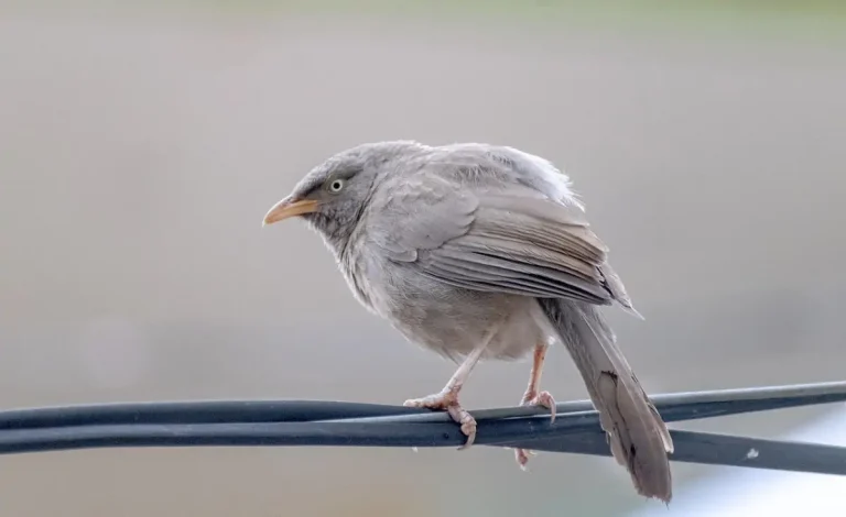 Mikroplastik Mengancam Burung Dunia, Dari Paru-paru hingga Rantai Makanan