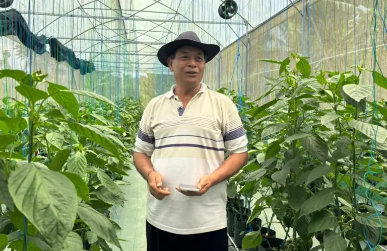 Kisah Petani Baturiti, Paprika Organik Laris Manis di Pasar Hotel Berkat Inovasi dan KUR BRI